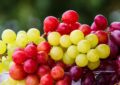 Szöcskék és szőlők – a kémek kishitűsége