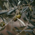 green and brown round fruit