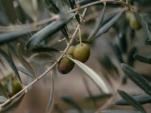 green and brown round fruit