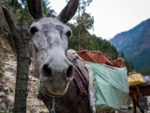 a donkey with a saddle on its back