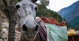 a donkey with a saddle on its back