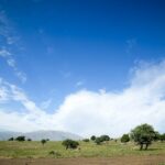 green trees near mountain under blue sky at daytime