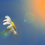 marguerite, nature, leucanthemum, composites, asteraceae, flower, spring, summer, blossom, bloom, white, pleasure, heaven, sun, shine, sunbeams, light, beautiful, clouds, mood, good morning, greeting, greeting card, good morning, good morning, good morning, good morning, good morning