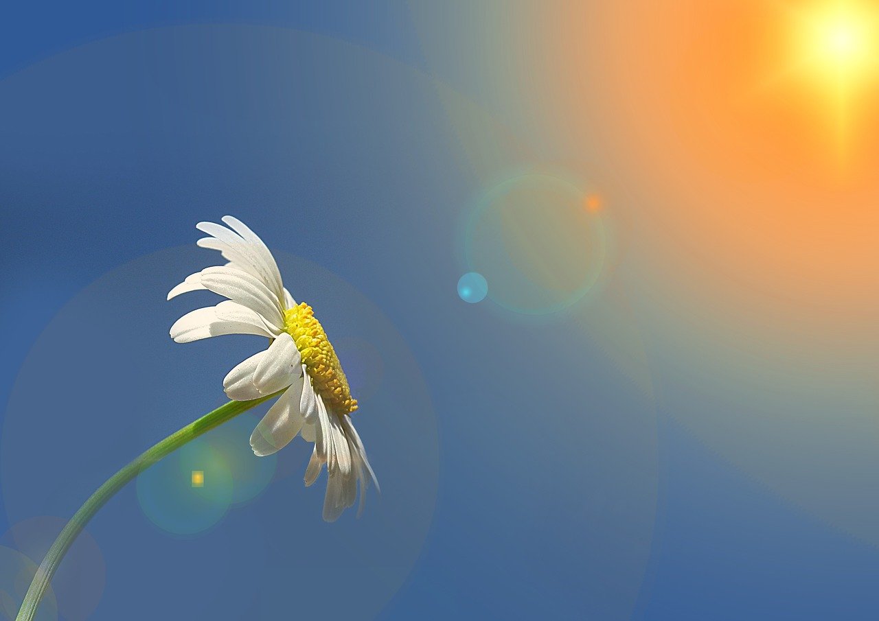 marguerite, nature, leucanthemum, composites, asteraceae, flower, spring, summer, blossom, bloom, white, pleasure, heaven, sun, shine, sunbeams, light, beautiful, clouds, mood, good morning, greeting, greeting card, good morning, good morning, good morning, good morning, good morning